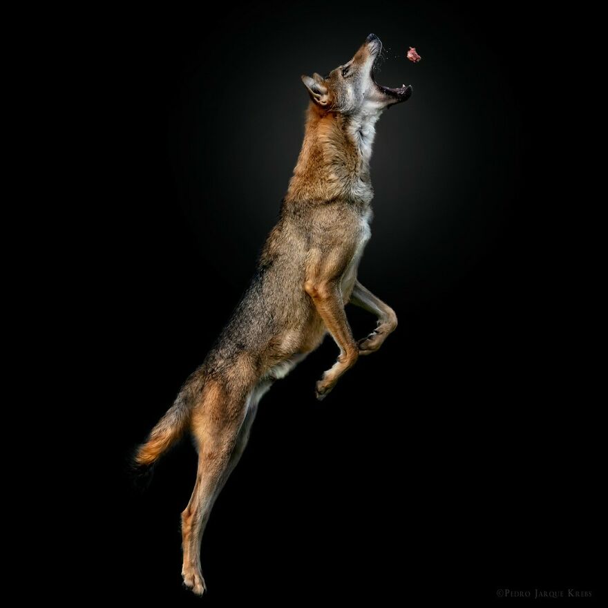 Iberian Wolf