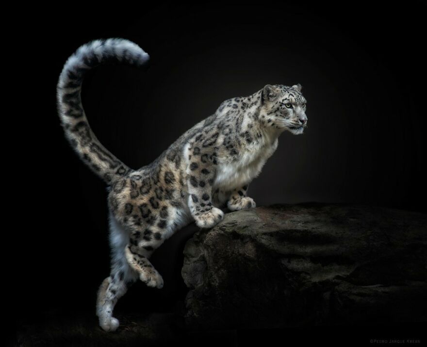 Snow Leopard