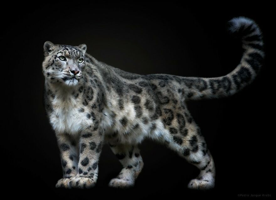 Snow Leopard