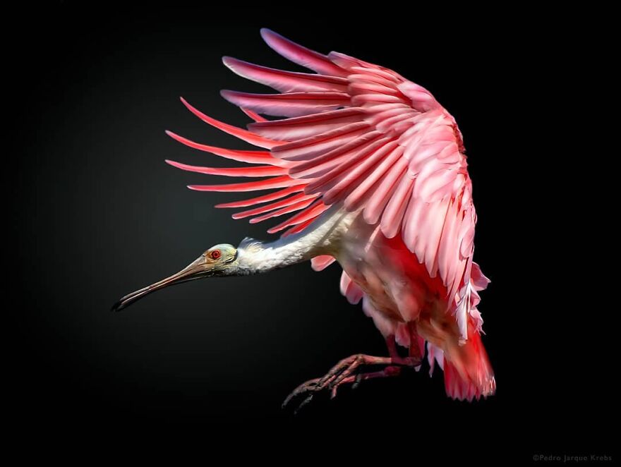 Roseate Spoonbill