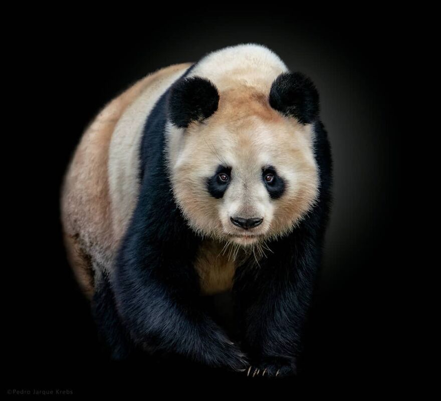 Giant Panda
