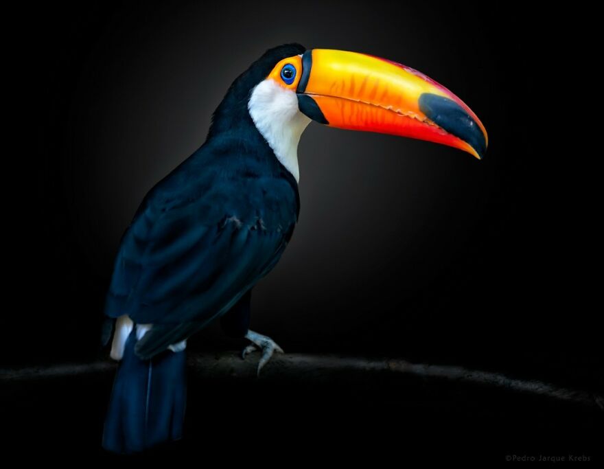 Toucan