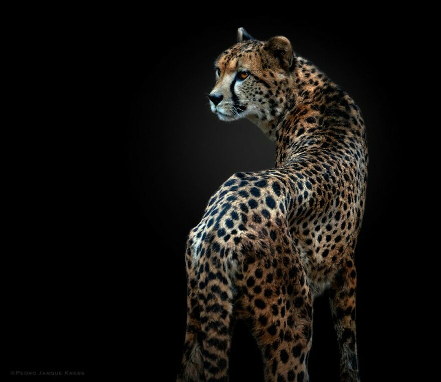 Cheetah
