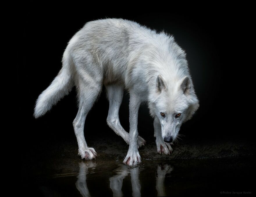 Arctic Wolf