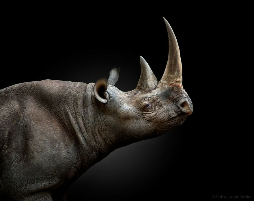 Black Rhinoceros