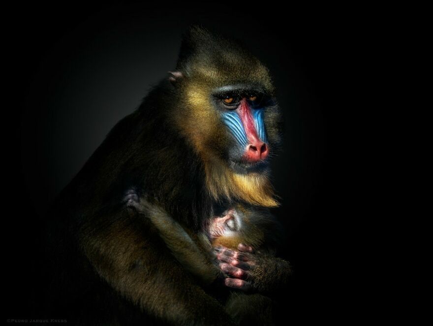 Mandrill