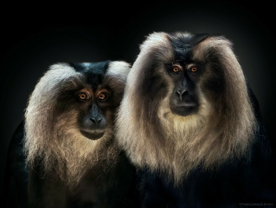 Lion-Tailed Macaque