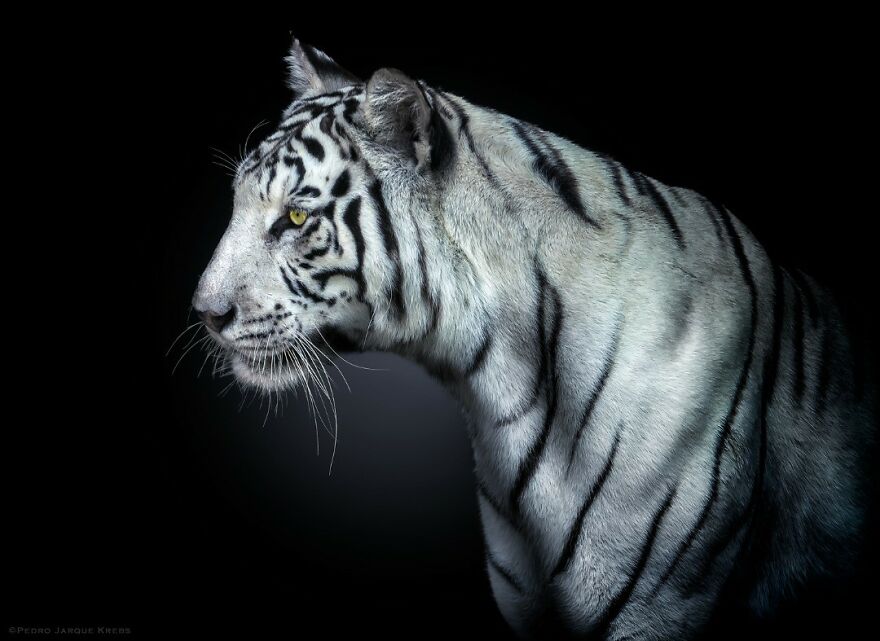 Bengal Tiger