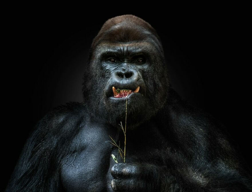 Gorilla