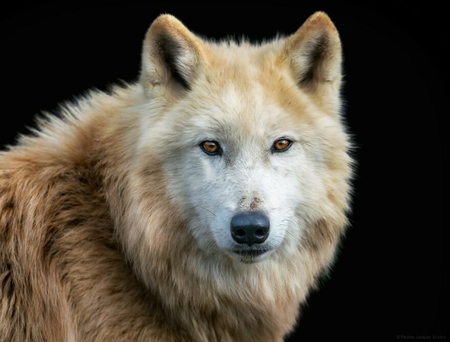 Arctic Wolf