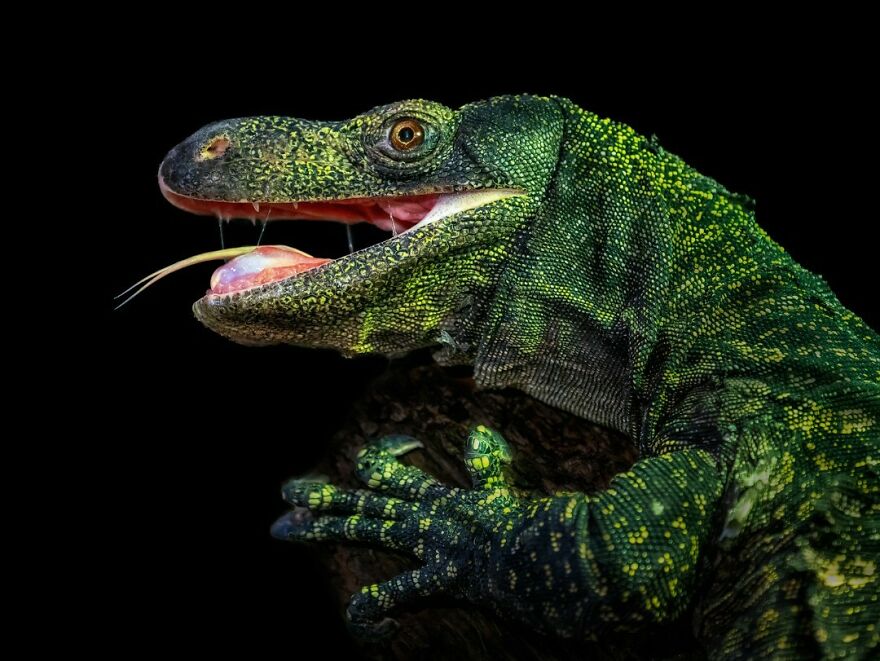 Crocodile Monitor Lizard