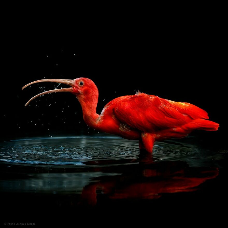 Scarlet Ibis