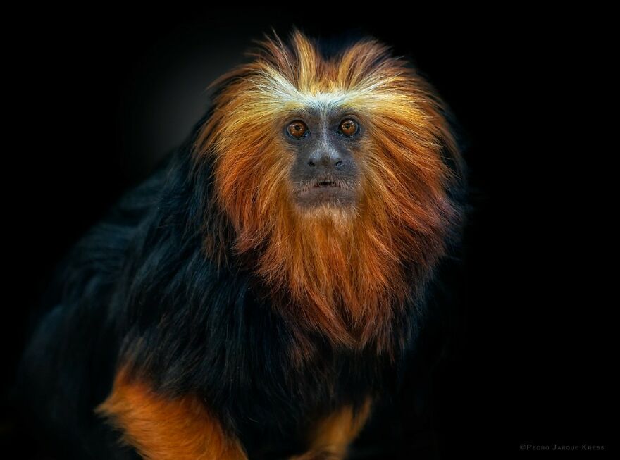 Golden-Headed Lion Tamarin