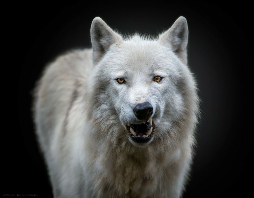 Arctic Wolf