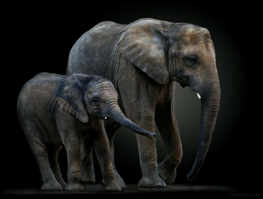 African Elephants