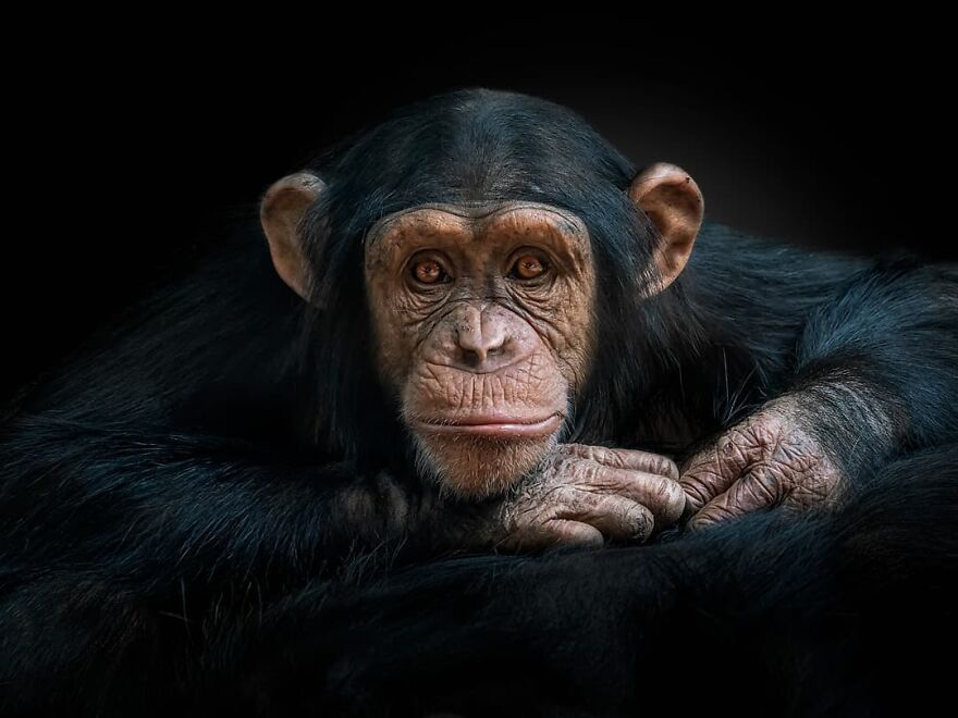 Chimpanzee