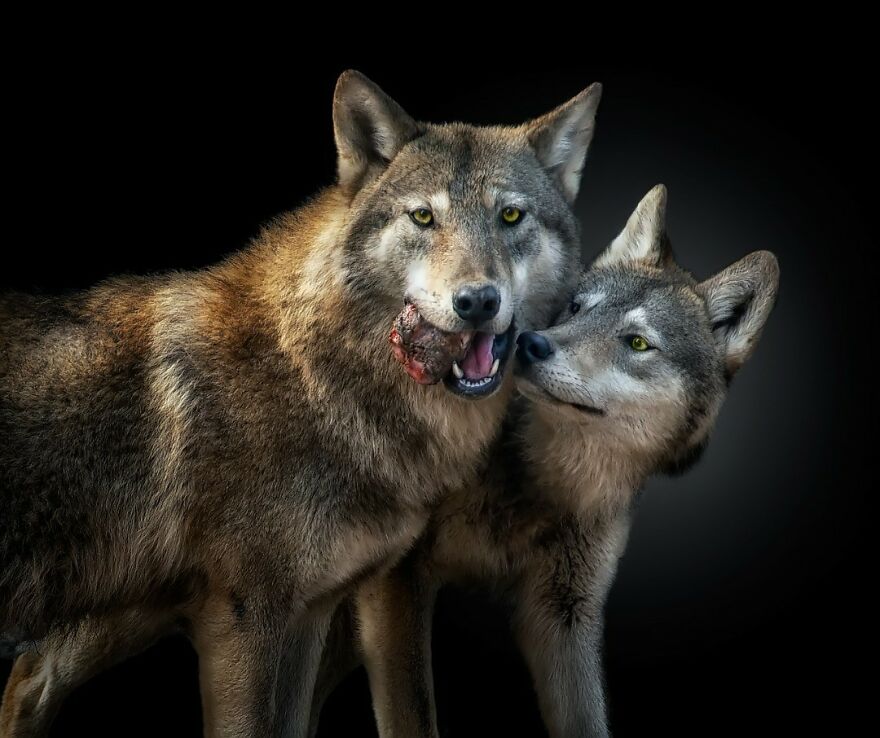 Wolfs