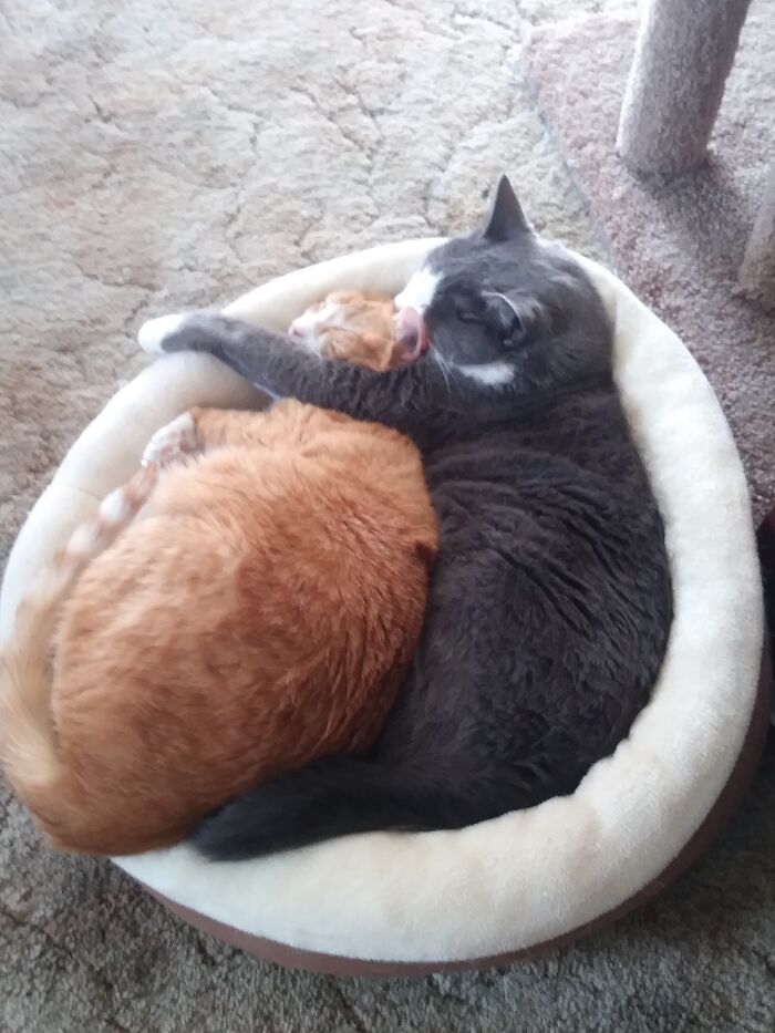 Both Girls Were Adopted From The Same No-Kill Shelter But About 4 Years Apart