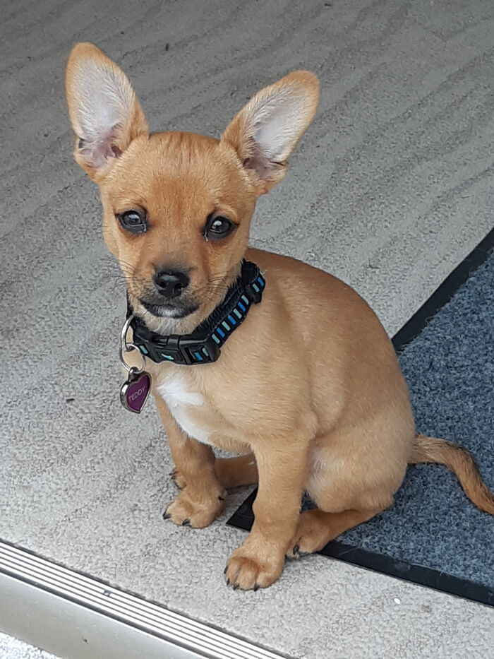 Teddy Soon After He Was Adopted