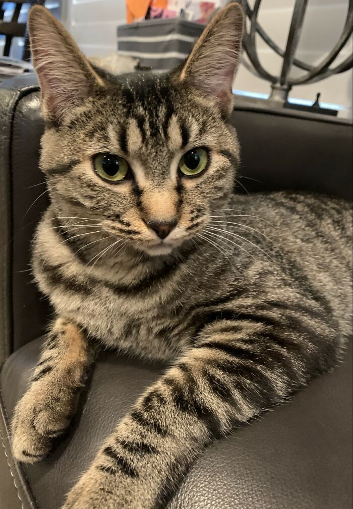 The 2-3 Year-Old Pixie Bob Cat, Smokey! She Was A Rescue From Idaho