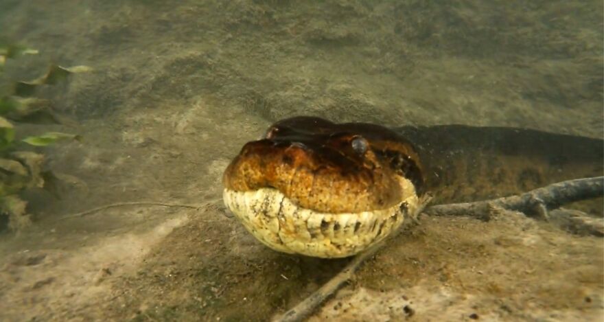Underwater Videographer Gets Up Close With Apex Predators
