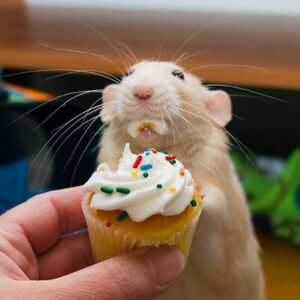 elisazzstushen avatar