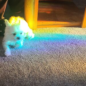 umpquaherbivore avatar