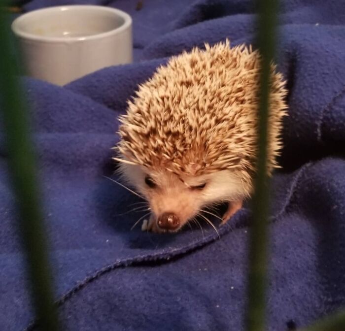 This Is Linus. He Loved His Blue Blankie