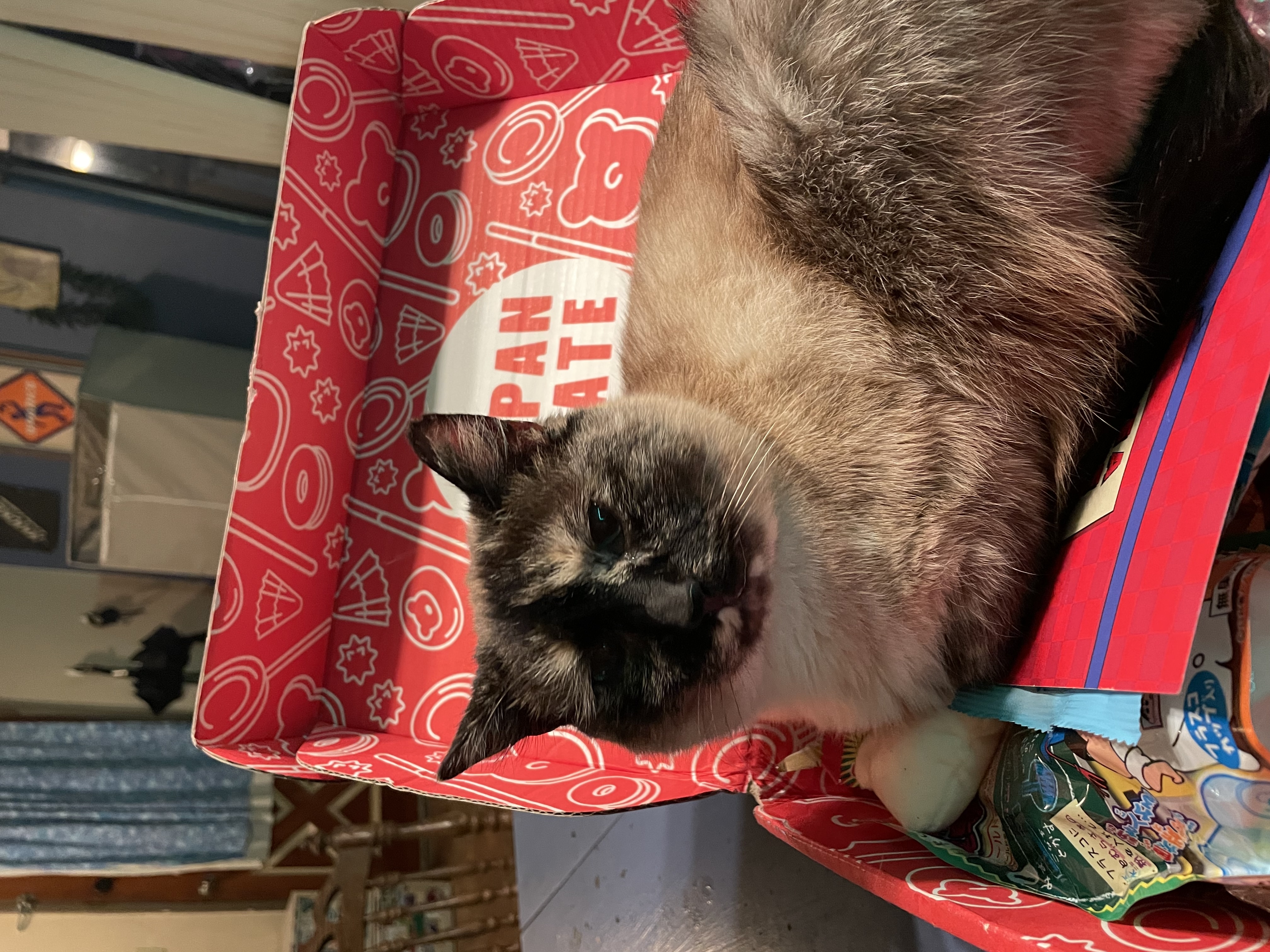 Show Me A Ridiculous Pic Of Your Cat