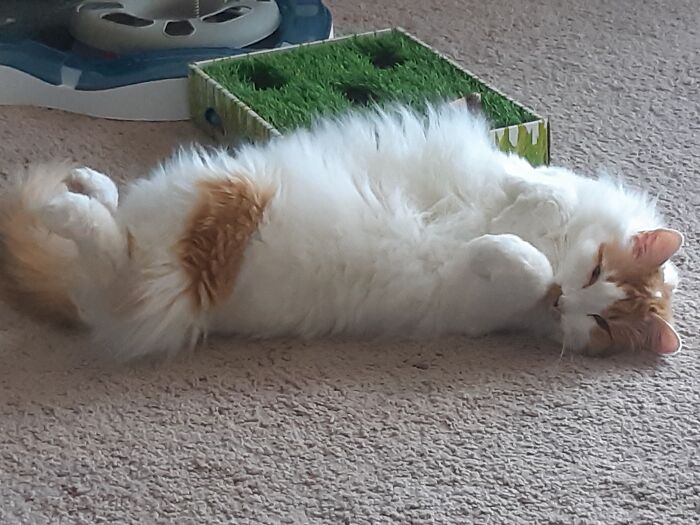 Titus Was A Tiny Kitten When He And 2 Siblings Were Abandoned In The Deep Snow. A Stray Dog Kept Them Safe And Warm By Lying On Top Of Them Until The Kittens Were Rescued. The Dog Was Too Afraid Of Humans To Allow Itself To Be Caught. It's Been 10 Years And I Still Think About That Dog. I'm Very Grateful