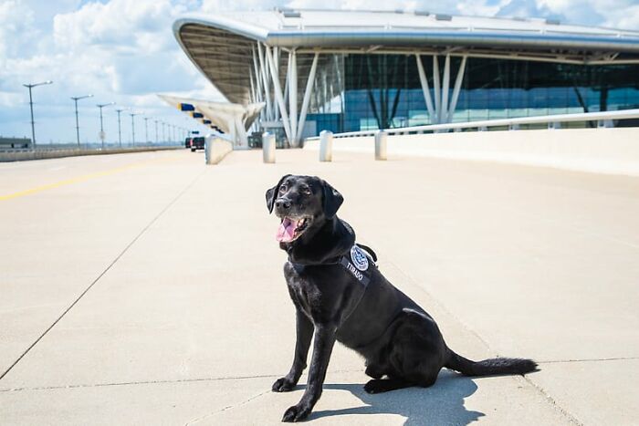 10 Inspiring Stories Of Pets Who Became Heroes Of 2022