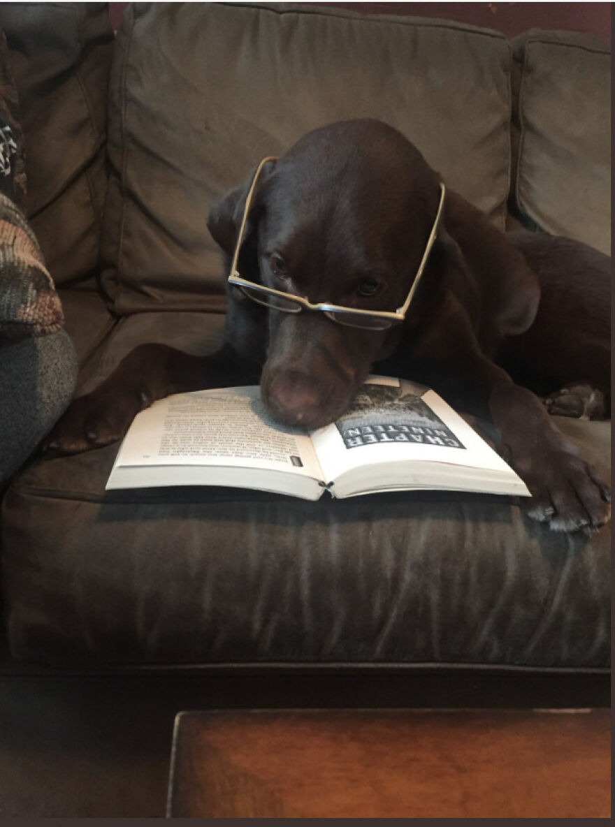 Teacher Asks Her Students To Send Pictures Of Their Pets Doing Classwork, The Results Are Insanely Adorable Teacher Asks Her Students To Send Pictures Of Their Pets Doing Classwork, The Results Are Insanely Adorable