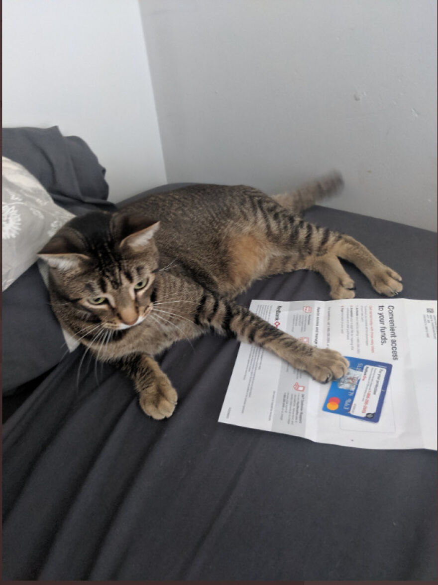 Teacher Asks Her Students To Send Pictures Of Their Pets Doing Classwork, The Results Are Insanely Adorable Teacher Asks Her Students To Send Pictures Of Their Pets Doing Classwork, The Results Are Insanely Adorable