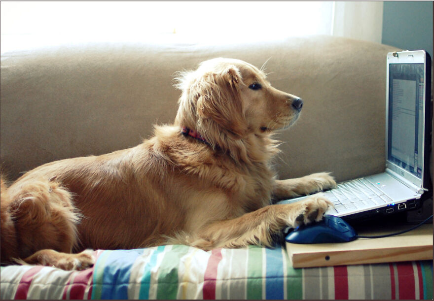 Teacher Asks Her Students To Send Pictures Of Their Pets Doing Classwork, The Results Are Insanely Adorable Teacher Asks Her Students To Send Pictures Of Their Pets Doing Classwork, The Results Are Insanely Adorable