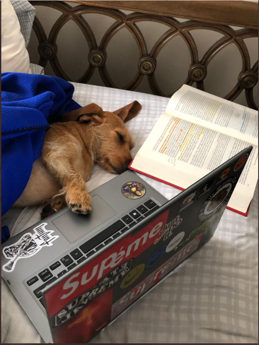 Teacher Asks Her Students To Send Pictures Of Their Pets Doing Classwork, The Results Are Insanely Adorable Teacher Asks Her Students To Send Pictures Of Their Pets Doing Classwork, The Results Are Insanely Adorable