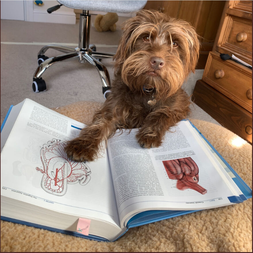 Teacher Asks Her Students To Send Pictures Of Their Pets Doing Classwork, The Results Are Insanely Adorable Teacher Asks Her Students To Send Pictures Of Their Pets Doing Classwork, The Results Are Insanely Adorable