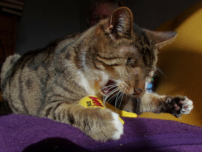 My Wife Adopted A Blind Cat That Was Rescued From The Streets Of Wrexham And This Is How Her Life Looks Now