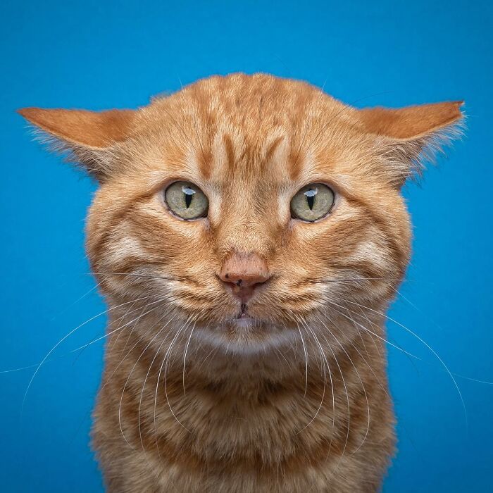 The Internet Is In Love With This Photographer Who Takes Amazing And Funny Pictures Of Cats (53 Pics)