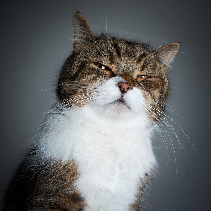 The Internet Is In Love With This Photographer Who Takes Amazing And Funny Pictures Of Cats (53 Pics)