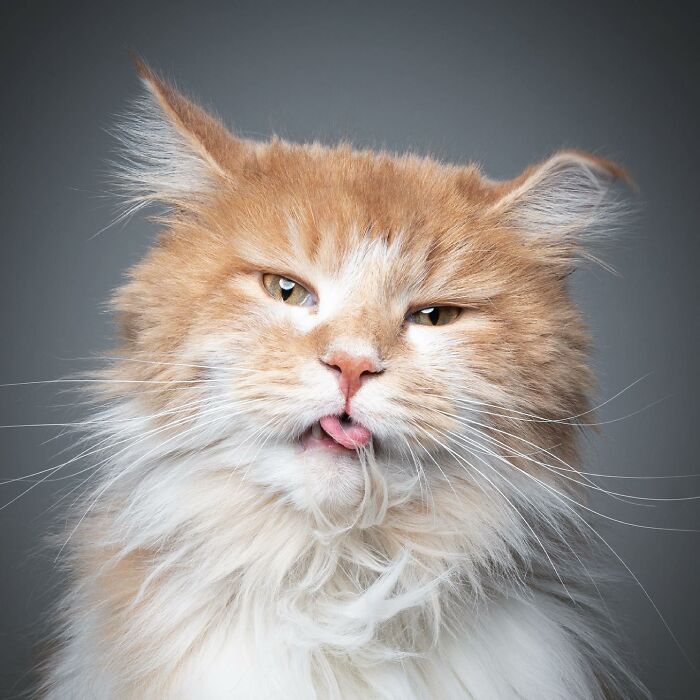 The Internet Is In Love With This Photographer Who Takes Amazing And Funny Pictures Of Cats (53 Pics)