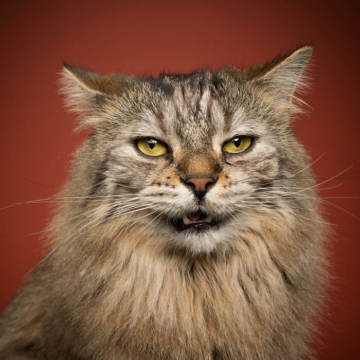 The Internet Is In Love With This Photographer Who Takes Amazing And Funny Pictures Of Cats (53 Pics)