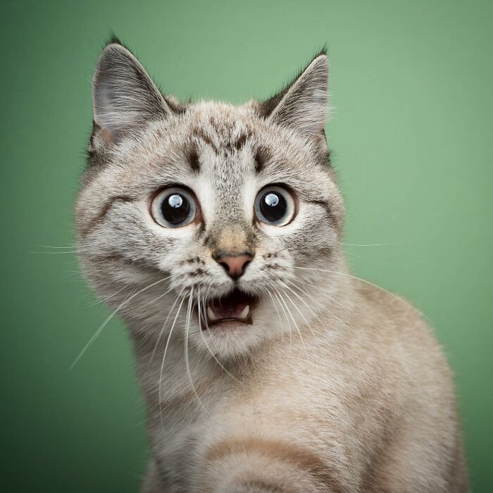 The Internet Is In Love With This Photographer Who Takes Amazing And Funny Pictures Of Cats (53 Pics)