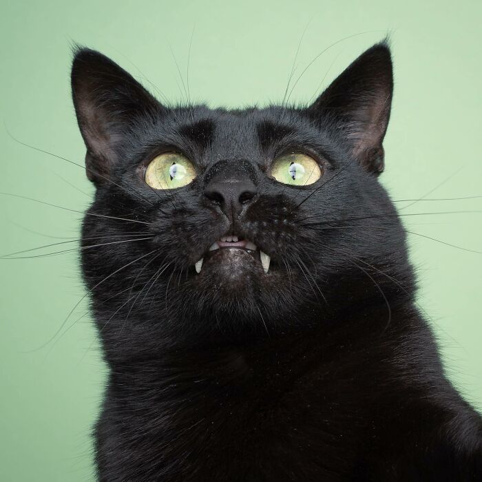 The Internet Is In Love With This Photographer Who Takes Amazing And Funny Pictures Of Cats (53 Pics)