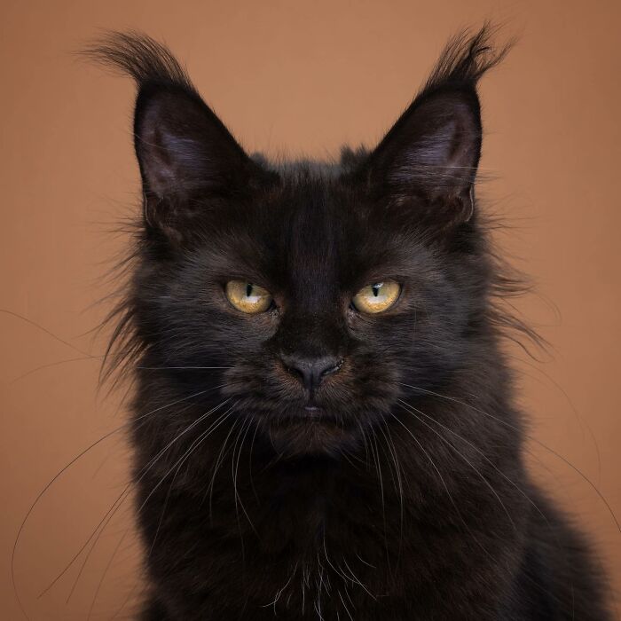 The Internet Is In Love With This Photographer Who Takes Amazing And Funny Pictures Of Cats (53 Pics)