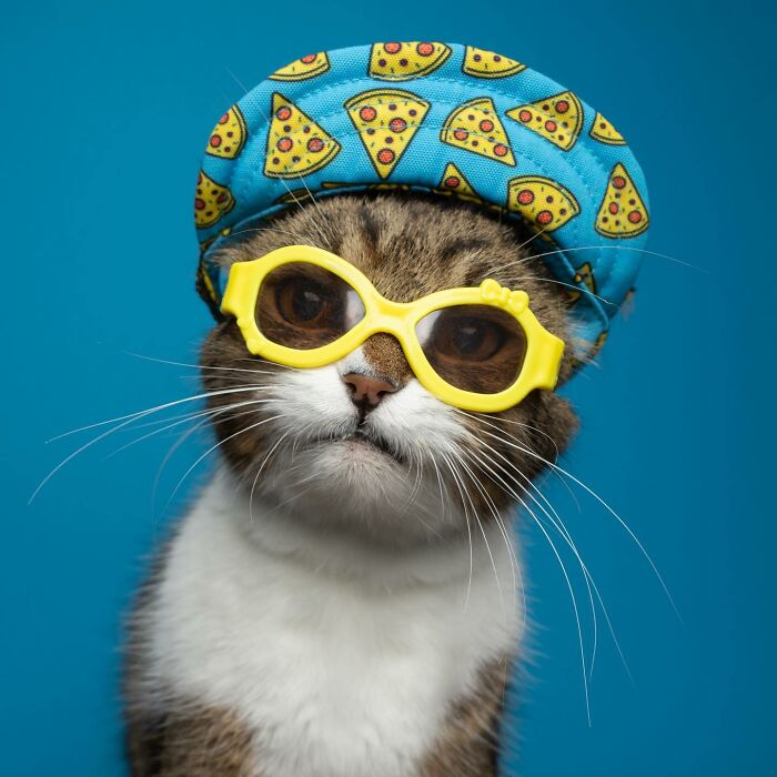 The Internet Is In Love With This Photographer Who Takes Amazing And Funny Pictures Of Cats (53 Pics)