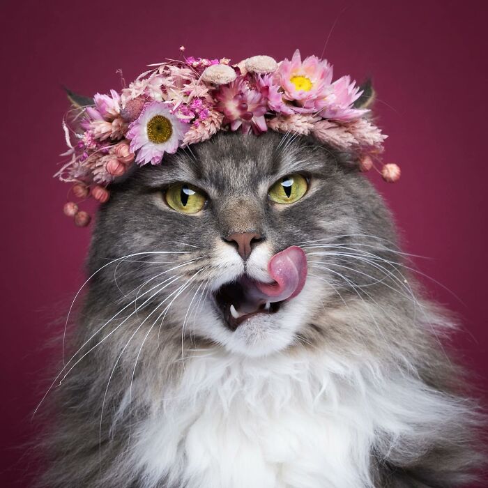 The Internet Is In Love With This Photographer Who Takes Amazing And Funny Pictures Of Cats (53 Pics)