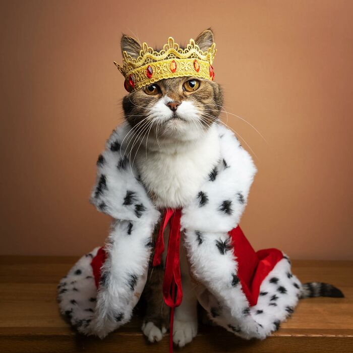 The Internet Is In Love With This Photographer Who Takes Amazing And Funny Pictures Of Cats (53 Pics)