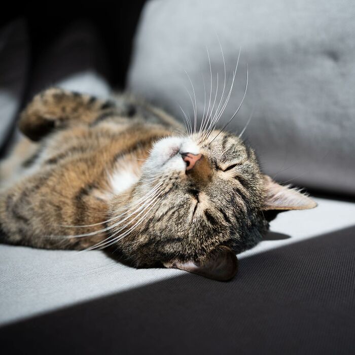 The Internet Is In Love With This Photographer Who Takes Amazing And Funny Pictures Of Cats (53 Pics)