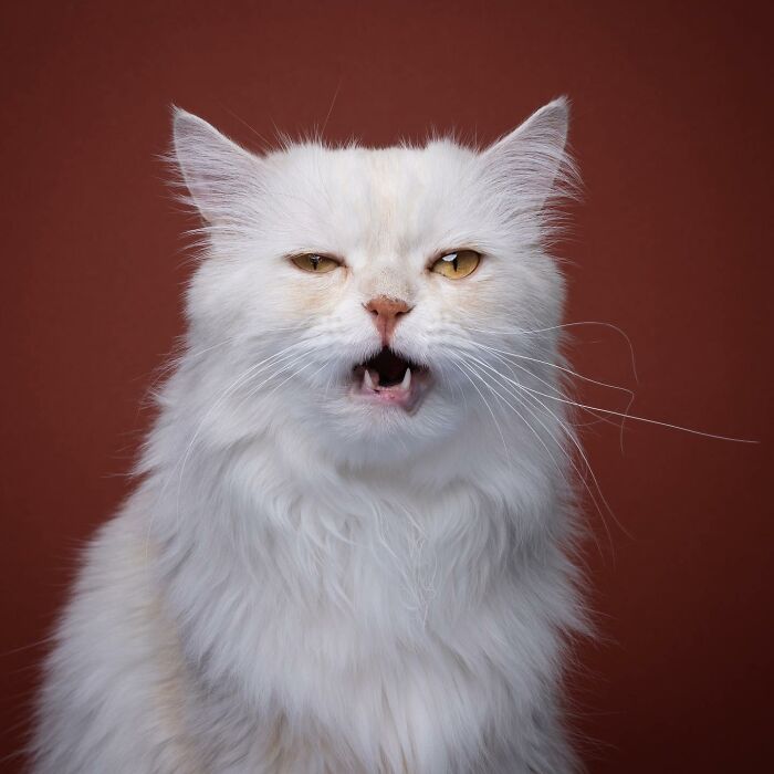 The Internet Is In Love With This Photographer Who Takes Amazing And Funny Pictures Of Cats (53 Pics)