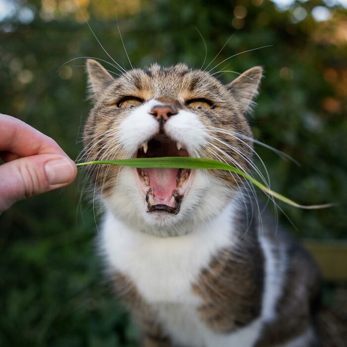 The Internet Is In Love With This Photographer Who Takes Amazing And Funny Pictures Of Cats (53 Pics)
